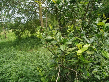 P4160239