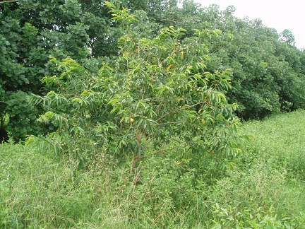 P4160241