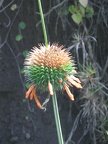 IMG 2755