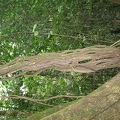 IMG 4036
